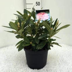 Rhododendron (Rhododendron 'Percy Wiseman') -Tuin Glimmer Verkoop r. y percy wiseman c5