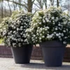Sneeuwbal Als Bolvorm (Viburnum Tinus 'Eve Price') -Tuin Glimmer Verkoop rera04753 1