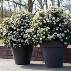 Nieuwkomers 7 Sneeuwbal Als Bolvorm (Viburnum Tinus 'Eve Price')