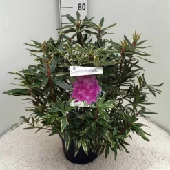 Bosrhododendron (Rhododendron Ponticum 'Variegatum') 24 Bosrhododendron (Rhododendron Ponticum 'Variegatum') -Tuin Glimmer Verkoop rh. pont. variegatum c10 50 cm 1