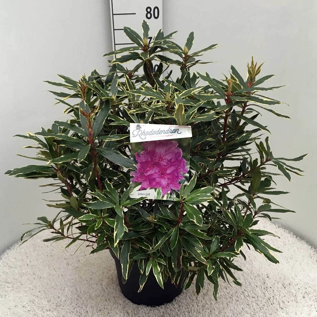 Bosrhododendron (Rhododendron Ponticum 'Variegatum') 10 Bosrhododendron (Rhododendron Ponticum 'Variegatum') - Afbeelding 8