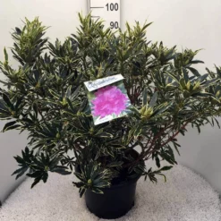 Bosrhododendron (Rhododendron Ponticum 'Variegatum') 27 Bosrhododendron (Rhododendron Ponticum 'Variegatum') -Tuin Glimmer Verkoop rh. pont. variegatum c20 1