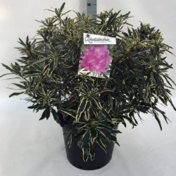 Bosrhododendron (Rhododendron Ponticum 'Variegatum') 30 Bosrhododendron (Rhododendron Ponticum 'Variegatum') -Tuin Glimmer Verkoop rh. pont. variegatum c30 1