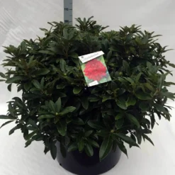 Rhododendron (Rhododendron 'Wilgen's Ruby') 35 Rhododendron (Rhododendron 'Wilgen's Ruby') -Tuin Glimmer Verkoop rh. wilgens ruby c80