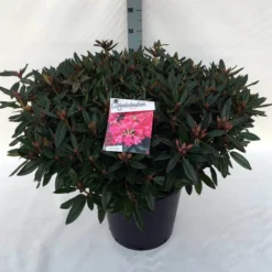 Rhododendron (Rhododendron 'Winsome') -Tuin Glimmer Verkoop rh. winsome c30