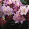 Dwergrhododendron (Rhododendron 'Caroline Allbrook') -Tuin Glimmer Verkoop rhcallbr 2