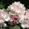Rhododendron (Rhododendron 'Doc') -Tuin Glimmer Verkoop rhdoc 2