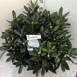 Rhododendron (Rhododendron 'Cunningham White') 31 Rhododendron (Rhododendron 'Cunningham White') -Tuin Glimmer Verkoop rho. cunn white c20