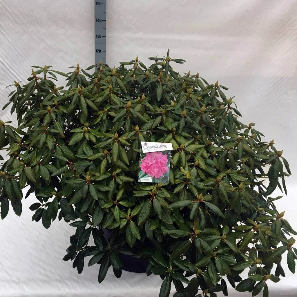 Rhododendron (Rhododendron 'Roseum Elegans') 19 Rhododendron (Rhododendron 'Roseum Elegans') - Afbeelding 17
