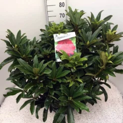 Rhododendron (Rhododendron 'Wilgen's Ruby') 25 Rhododendron (Rhododendron 'Wilgen's Ruby') -Tuin Glimmer Verkoop rho. wilgens ruby c20