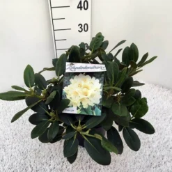 Rhododendron (Rhododendron 'Flava') 9 Rhododendron (Rhododendron 'Flava') -Tuin Glimmer Verkoop rho. y flava c5