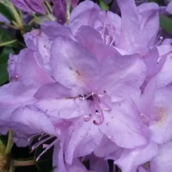 Nieuwkomers -Tuin Glimmer Verkoop rhodo boursault