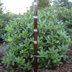 Rhododendron (Rhododendron 'Cunningham White') 39 Rhododendron (Rhododendron 'Cunningham White') -Tuin Glimmer Verkoop rhodod cun white 1