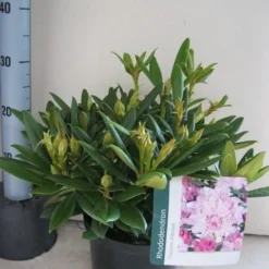 Dwergrhododendron (Rhododendron 'Caroline Allbrook') -Tuin Glimmer Verkoop rhododendron caroline allbrook c5 aug