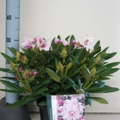 Dwergrhododendron (Rhododendron 'Caroline Allbrook') -Tuin Glimmer Verkoop rhododendron caroline allbrook c5 sept 1