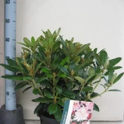 Rhododendron (Rhododendron 'Percy Wiseman') -Tuin Glimmer Verkoop rhododendron percy wiceman c5 aug
