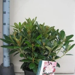 Rhododendron (Rhododendron 'Percy Wiseman') -Tuin Glimmer Verkoop rhododendron percy wiceman c5 aug 1