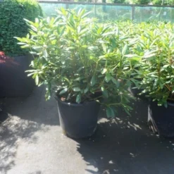 Rhododendron (Rhododendron 'Roseum Elegans') 23 Rhododendron (Rhododendron 'Roseum Elegans') -Tuin Glimmer Verkoop rhododendron roseum elegans 60 80 cont