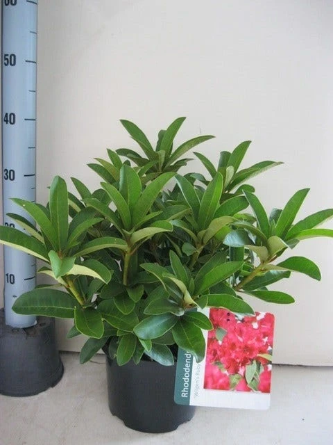 Rhododendron (Rhododendron 'Wilgen's Ruby') 4 Rhododendron (Rhododendron 'Wilgen's Ruby') - Afbeelding 2