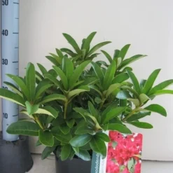 Rhododendron (Rhododendron 'Wilgen's Ruby') 37 Rhododendron (Rhododendron 'Wilgen's Ruby') -Tuin Glimmer Verkoop rhododendron wilgens ruby c5 aug 1