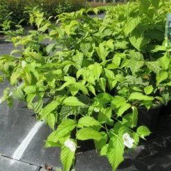 Schijnkerria (Rhodotypos Scandens) -Tuin Glimmer Verkoop rhodotypos scandens 1