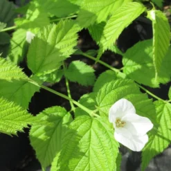 Schijnkerria (Rhodotypos Scandens) -Tuin Glimmer Verkoop rhodotypos scandens 2