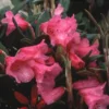 Rhododendron (Rhododendron 'Winsome') -Tuin Glimmer Verkoop rhwinsom 2