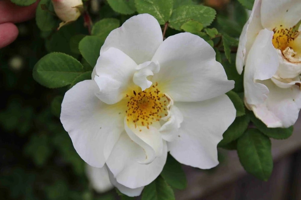 Ondoordringbare Haag, Laag 3 Ondoordringbare Haag, Laag