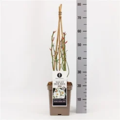 Roos (Rosa 'Sally Holmes') -Tuin Glimmer Verkoop rosasallyholmes01