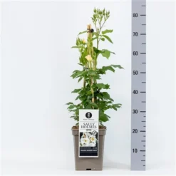 Roos (Rosa 'Sally Holmes') -Tuin Glimmer Verkoop rosasallyholmes04