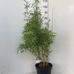 Bamboe (Fargesia Rufa) 17 Bamboe (Fargesia Rufa) -Tuin Glimmer Verkoop rufa c10