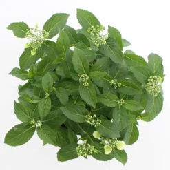 Tuin Glimmer Verkoop -Tuin Glimmer Verkoop runaway bride 2 cpc3a