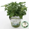 Hortensia (Hydrangea Hybr. 'Runaway Bride') -Tuin Glimmer Verkoop runawaybride
