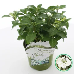 Tuin Glimmer Verkoop 12 Hortensia (Hydrangea Hybr. 'Runaway Bride')
