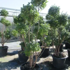 Camelia Als Bonsai (Camellia Sasanqua) 19 Camelia Als Bonsai (Camellia Sasanqua) -Tuin Glimmer Verkoop sasanquapompon01