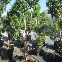 Camelia Als Bonsai (Camellia Sasanqua) 21 Camelia Als Bonsai (Camellia Sasanqua) -Tuin Glimmer Verkoop sasanquapompon02