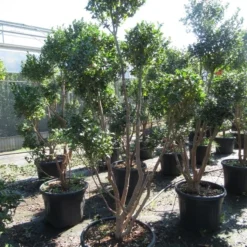 Camelia Als Bonsai (Camellia Sasanqua) 20 Camelia Als Bonsai (Camellia Sasanqua) -Tuin Glimmer Verkoop sasanquapompon03