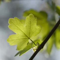 Zeeuwse Haag 7 Zeeuwse Haag -Tuin Glimmer Verkoop sepa02963