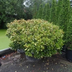 Skimmia (Skimmia Japonica 'Rubella') 7 Skimmia (Skimmia Japonica 'Rubella') -Tuin Glimmer Verkoop skimmia japonica rubella doorsnede 180 200 aanlegkwaliteit