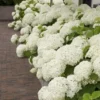 Hortensia (Hydrangea 'Strong Annabelle') 2 Hortensia (Hydrangea 'Strong Annabelle') -Tuin Glimmer Verkoop strong annabelle 10