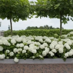 Hortensia (Hydrangea 'Strong Annabelle') -Tuin Glimmer Verkoop strong annabelle 11