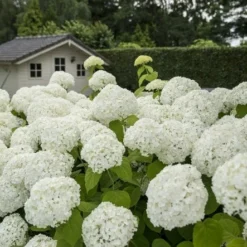 Hortensia (Hydrangea 'Strong Annabelle') -Tuin Glimmer Verkoop strong annabelle 2
