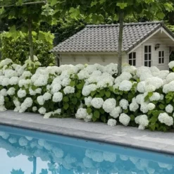 Hortensia (Hydrangea 'Strong Annabelle') -Tuin Glimmer Verkoop strong annabelle 5