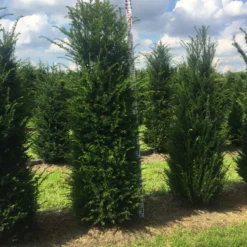 Grote Venijnboom (Taxus Baccata) 19 Grote Venijnboom (Taxus Baccata) -Tuin Glimmer Verkoop taxus 200225 x 50 60 1 2