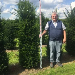 Grote Venijnboom (Taxus Baccata) 18 Grote Venijnboom (Taxus Baccata) -Tuin Glimmer Verkoop taxus 200225 x 5060 1 1