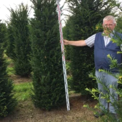 Grote Venijnboom (Taxus Baccata) 20 Grote Venijnboom (Taxus Baccata) -Tuin Glimmer Verkoop taxus baccaata 225250x5060 1 1