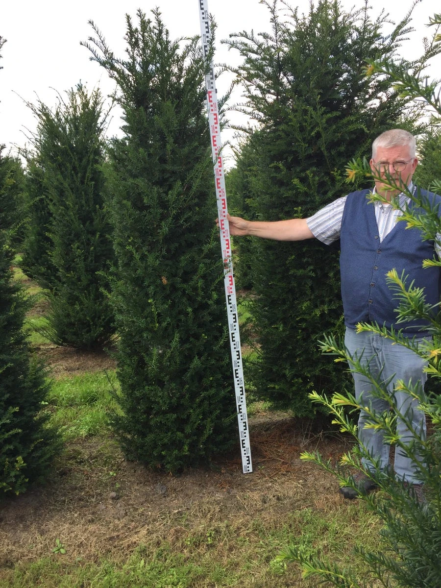 Grote Venijnboom (Taxus Baccata) 8 Grote Venijnboom (Taxus Baccata) - Afbeelding 6