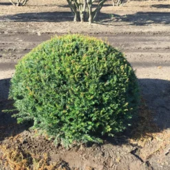 Grote Taxusbol (Taxus Baccata) 21 Grote Taxusbol (Taxus Baccata) -Tuin Glimmer Verkoop taxus baccata 100 cm platte bol drkl 2