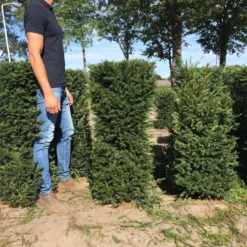 Taxus Als Haagelement (Taxus Baccata) 20 Taxus Als Haagelement (Taxus Baccata) -Tuin Glimmer Verkoop taxus baccata 120 x 50 x 50 cm drkl haagelement 1