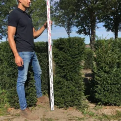 Taxus Als Haagelement (Taxus Baccata) 21 Taxus Als Haagelement (Taxus Baccata) -Tuin Glimmer Verkoop taxus baccata 120 x 50 x 50 cm drkl haagelement 3